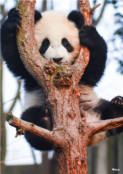 animal wallpaper cute animal photos cute panda pho
