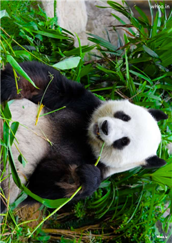  cute animal animal wallpaper photos cute panda ph