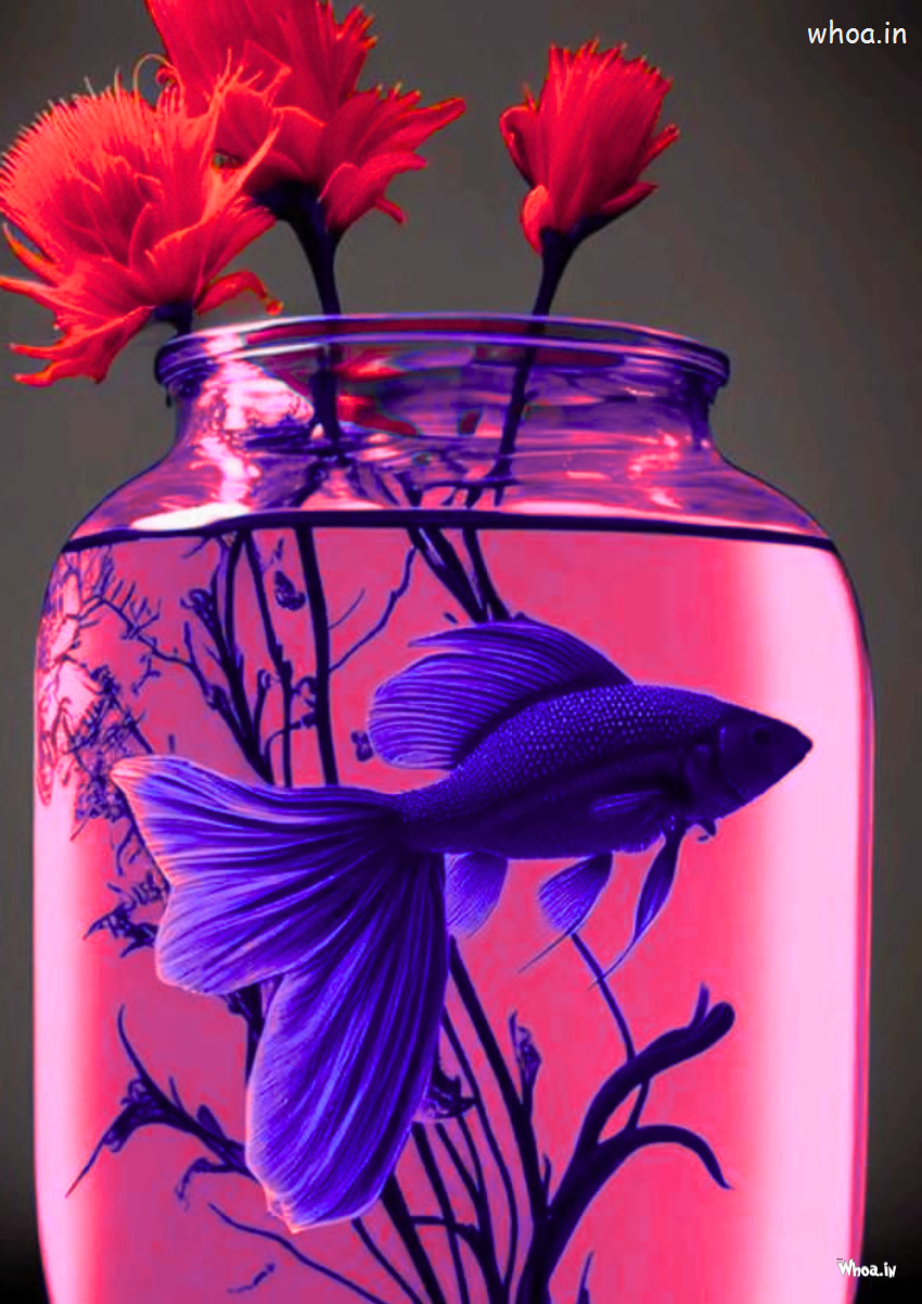 Images Wallpapers Nature Wallpaper Fish Photo Fish Wallpaper