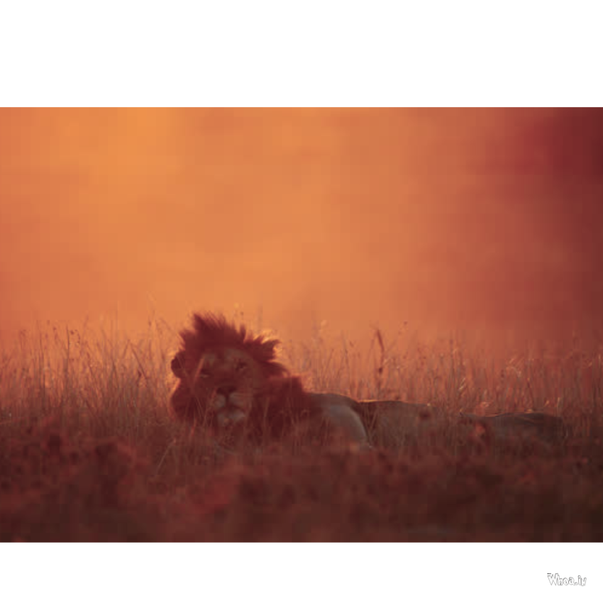 Lion Photos Lion Wallpapers Slow Motion Photography